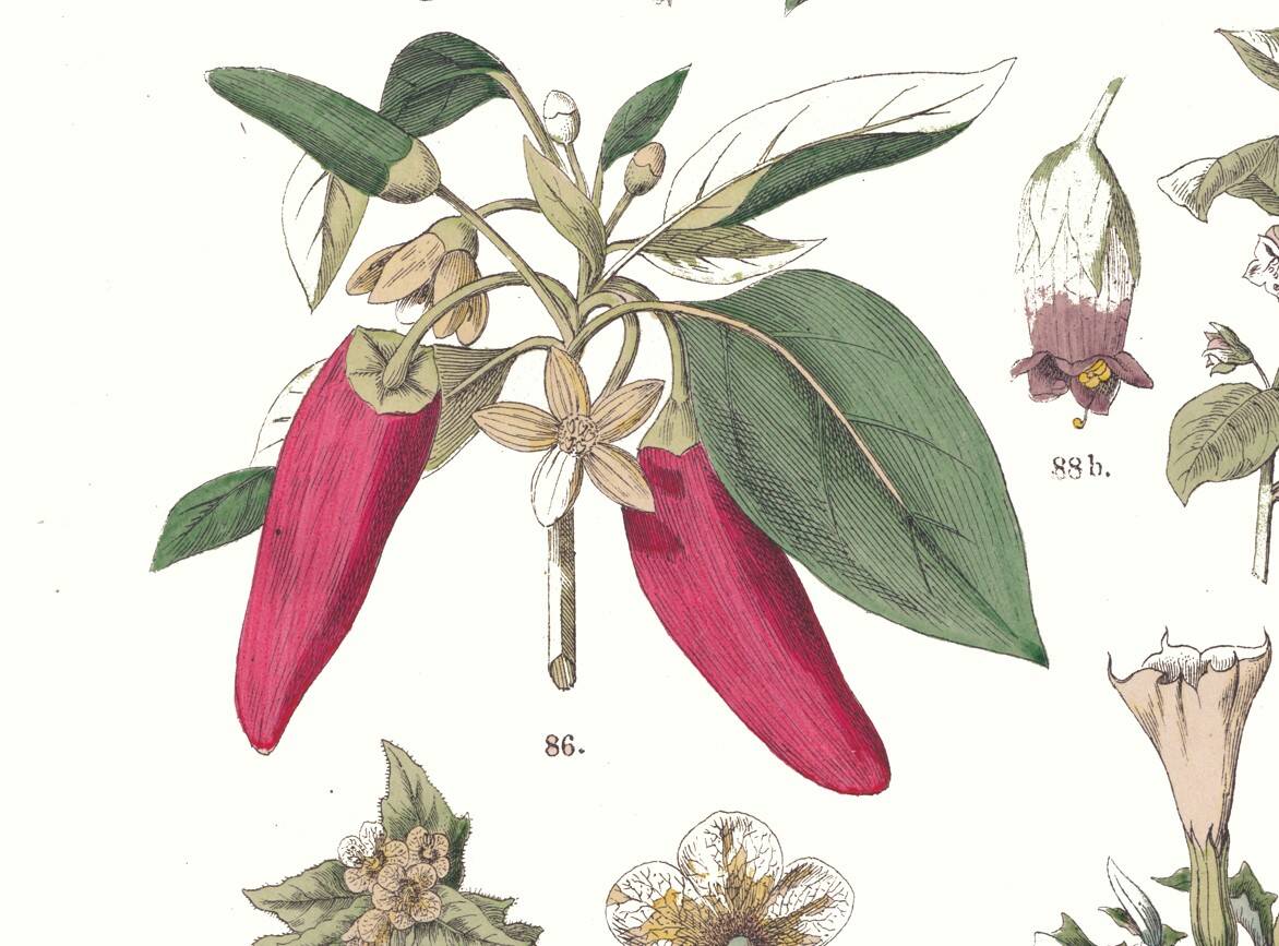 Botanical poster "peppers", based on a plate from 1881