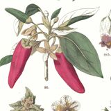 Botanical poster "peppers", based on a plate from 1881