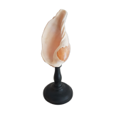 Shell on base