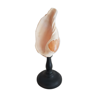 Shell on base