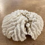 White coral 15cm