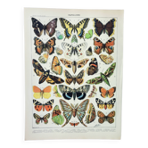 Gravure ancienne 1898, Papillons d'Europe, insectes • Lithographie originale et vintage
