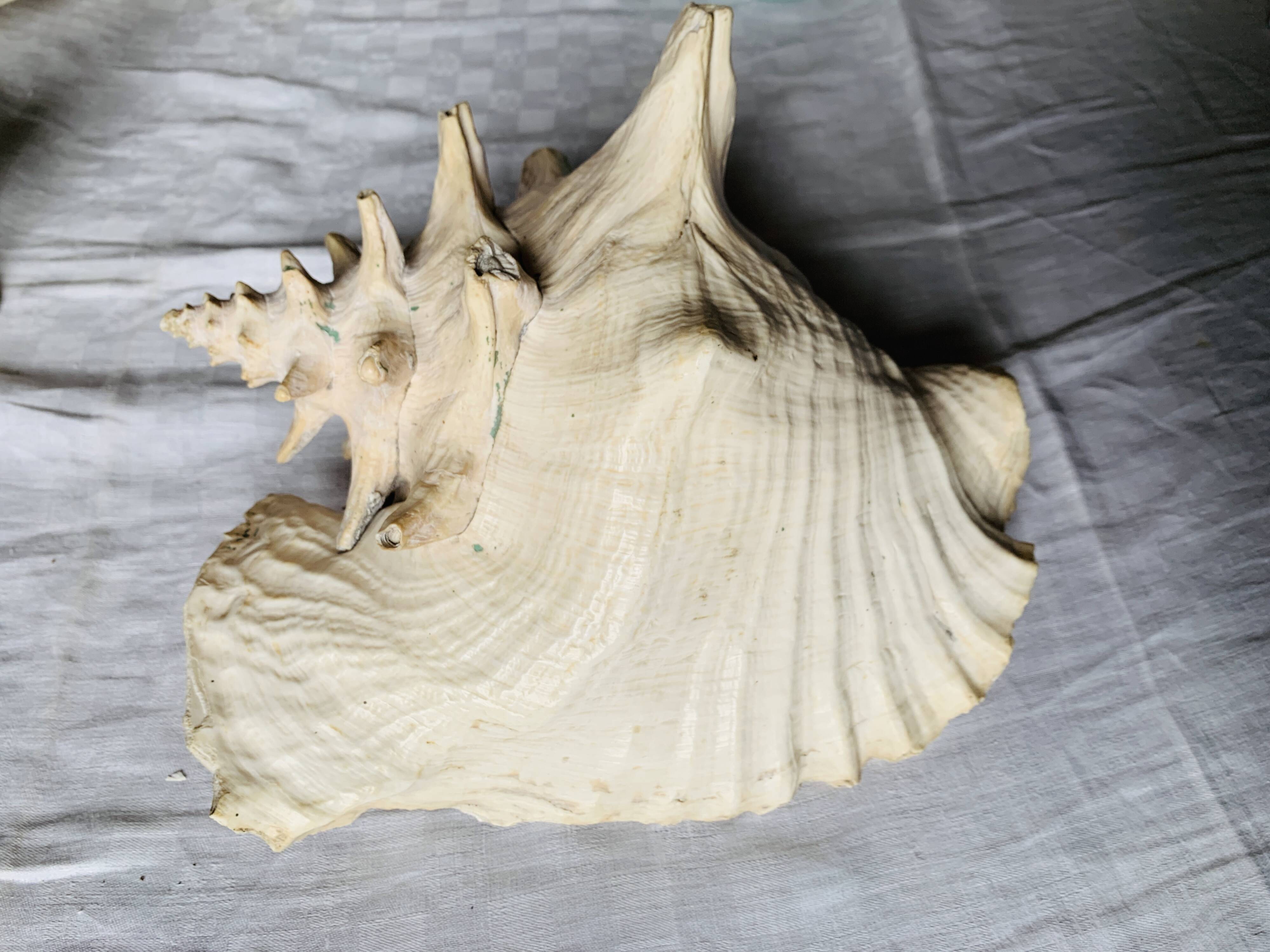Coquillage de mer