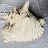 Sea shell