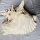 Coquillage de mer