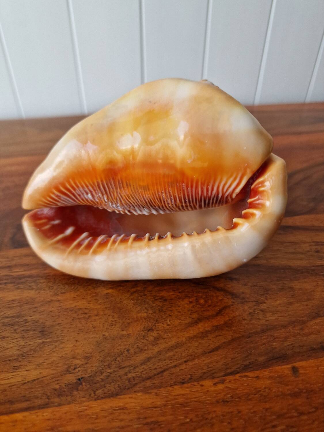 Blackcurrant Rufa shell 1970s