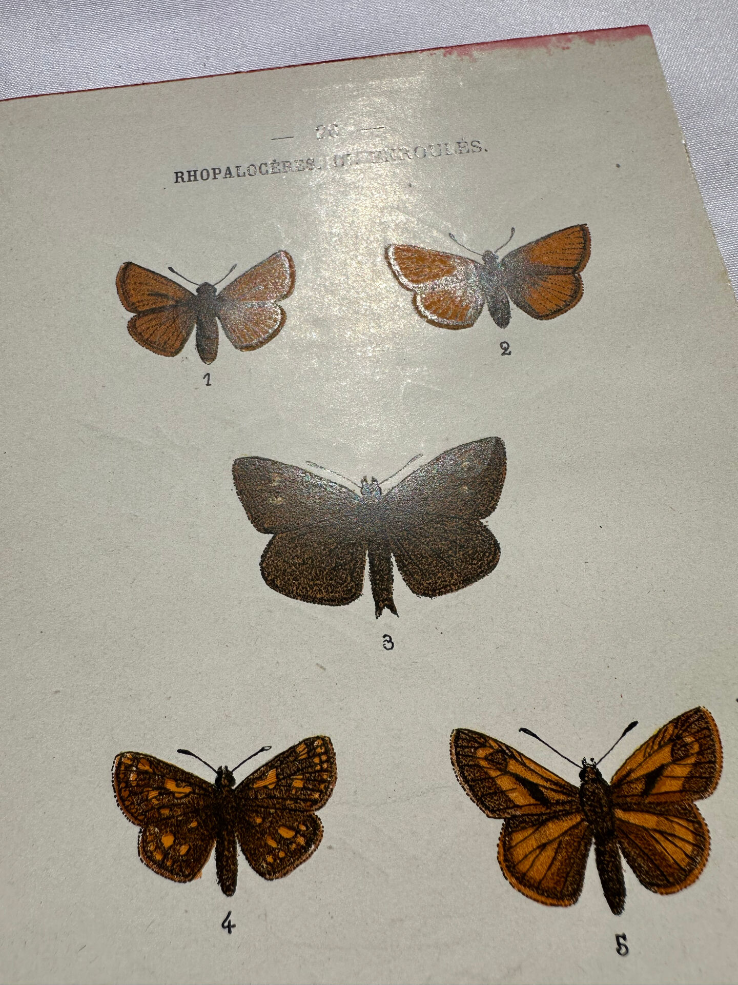 Botanical engraving double-sided butterflies naturalist plate etching