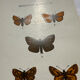 Botanical engraving double-sided butterflies naturalist plate etching
