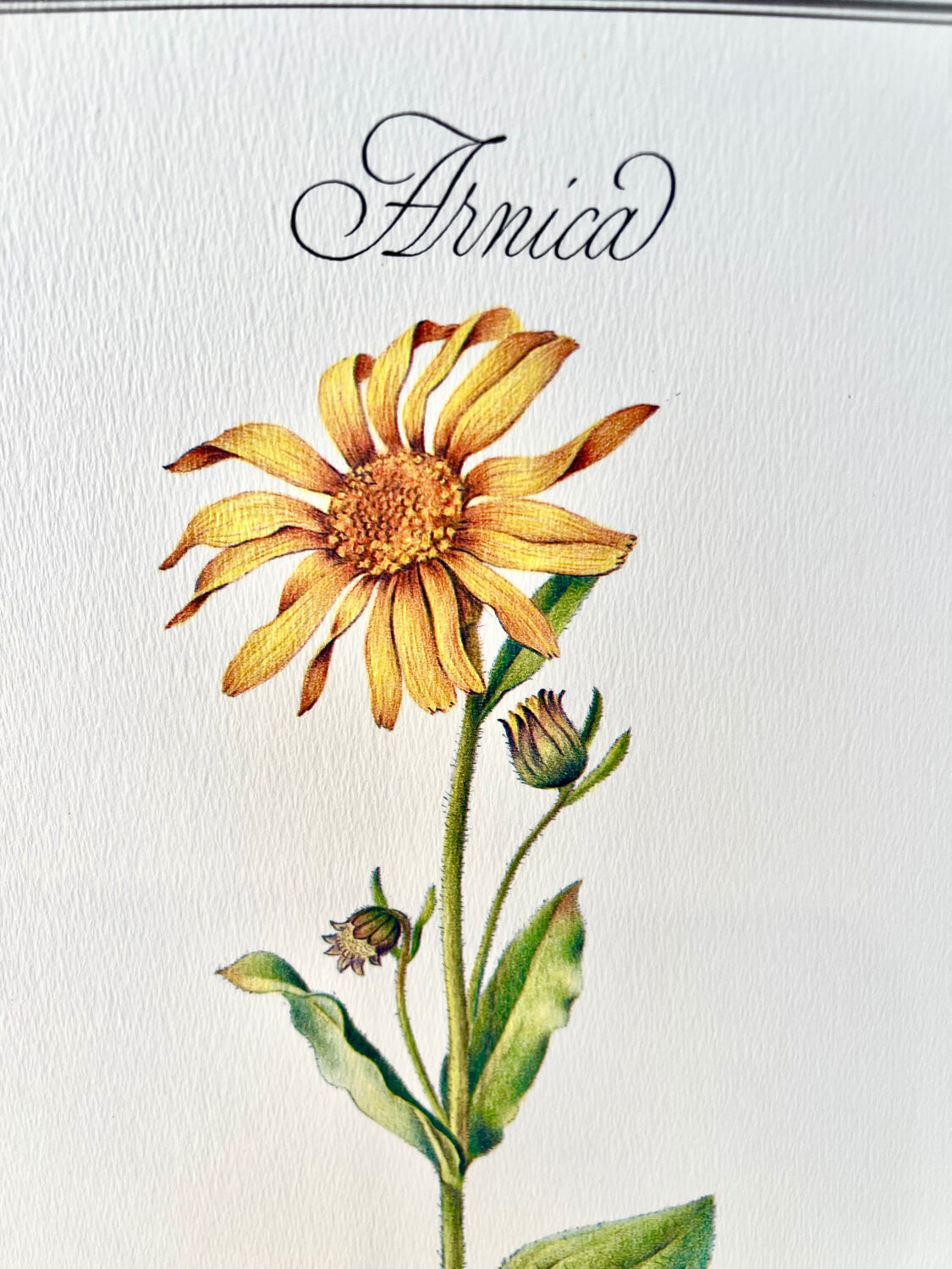 Botanical plate – Arnica – Louis Pariente, 1986