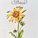 Botanical plate – Arnica – Louis Pariente, 1986