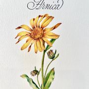 Planche botanique – Arnica – Louis Pariente, 1986