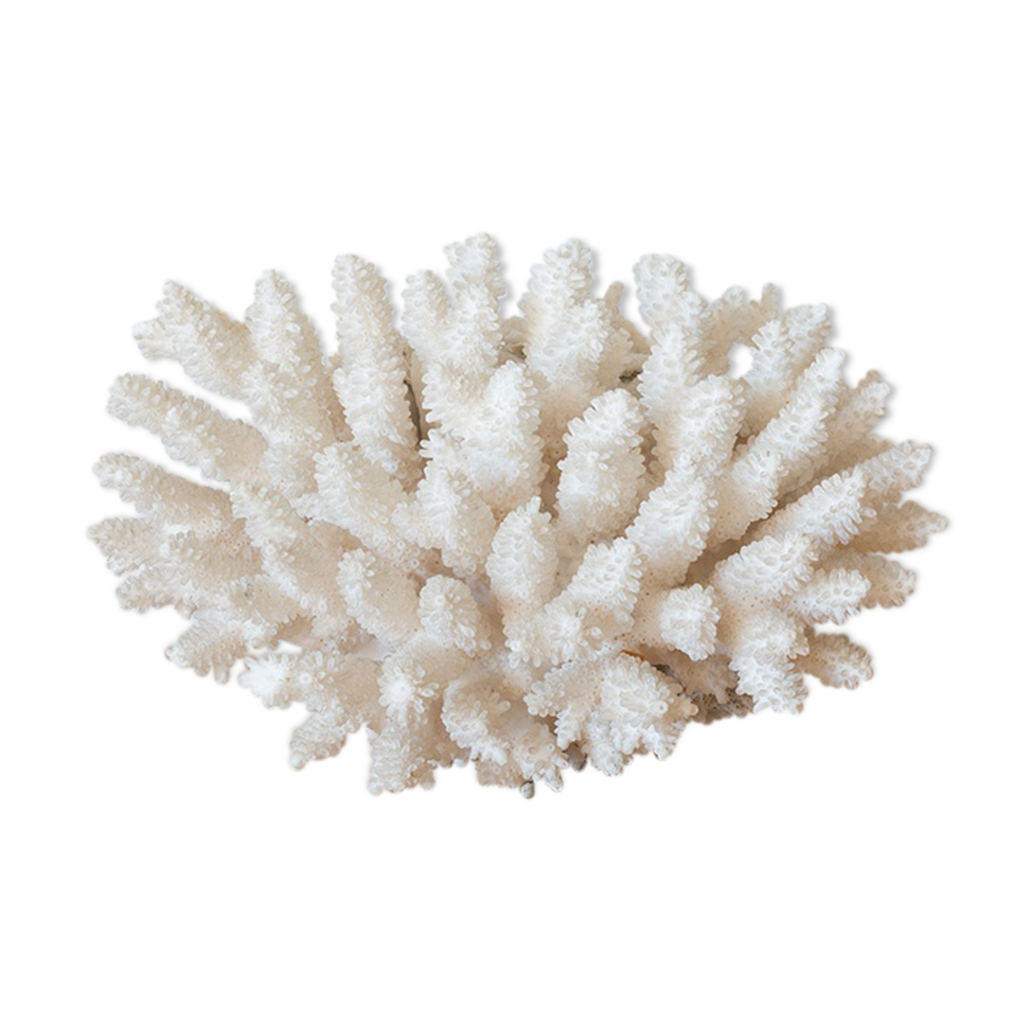 Ancient white coral