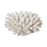 Ancient white coral