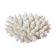 Corail blanc ancien