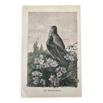 Old bird engraving - Giacomelli and Huyot - LE ROSSIGNOL -
