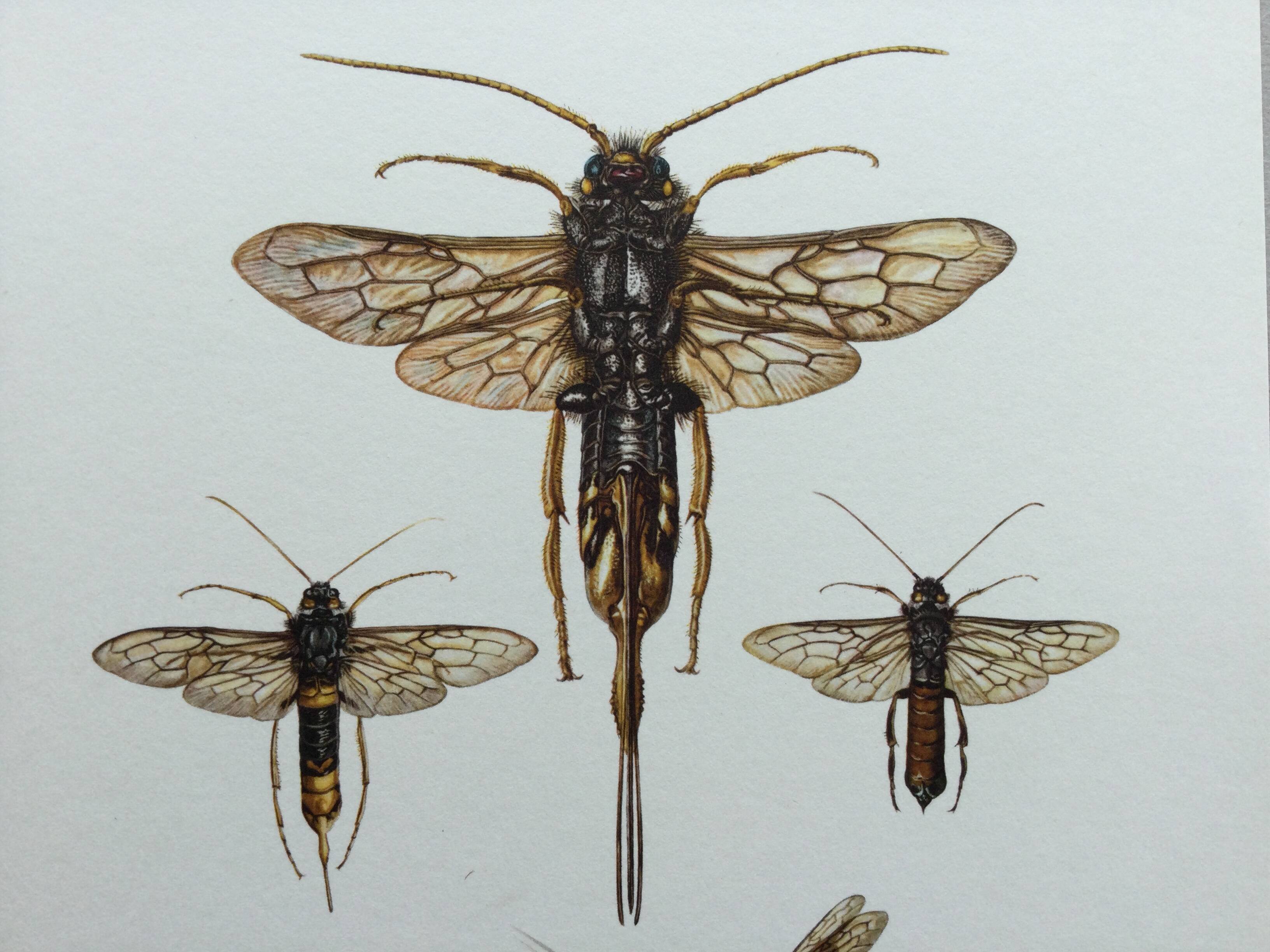 Antique illustration "insects", Vintage Insect Print, 1960s