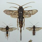 Antique illustration "insects", Vintage Insect Print, 1960s