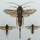 Antique illustration "insects", Vintage Insect Print, 1960s