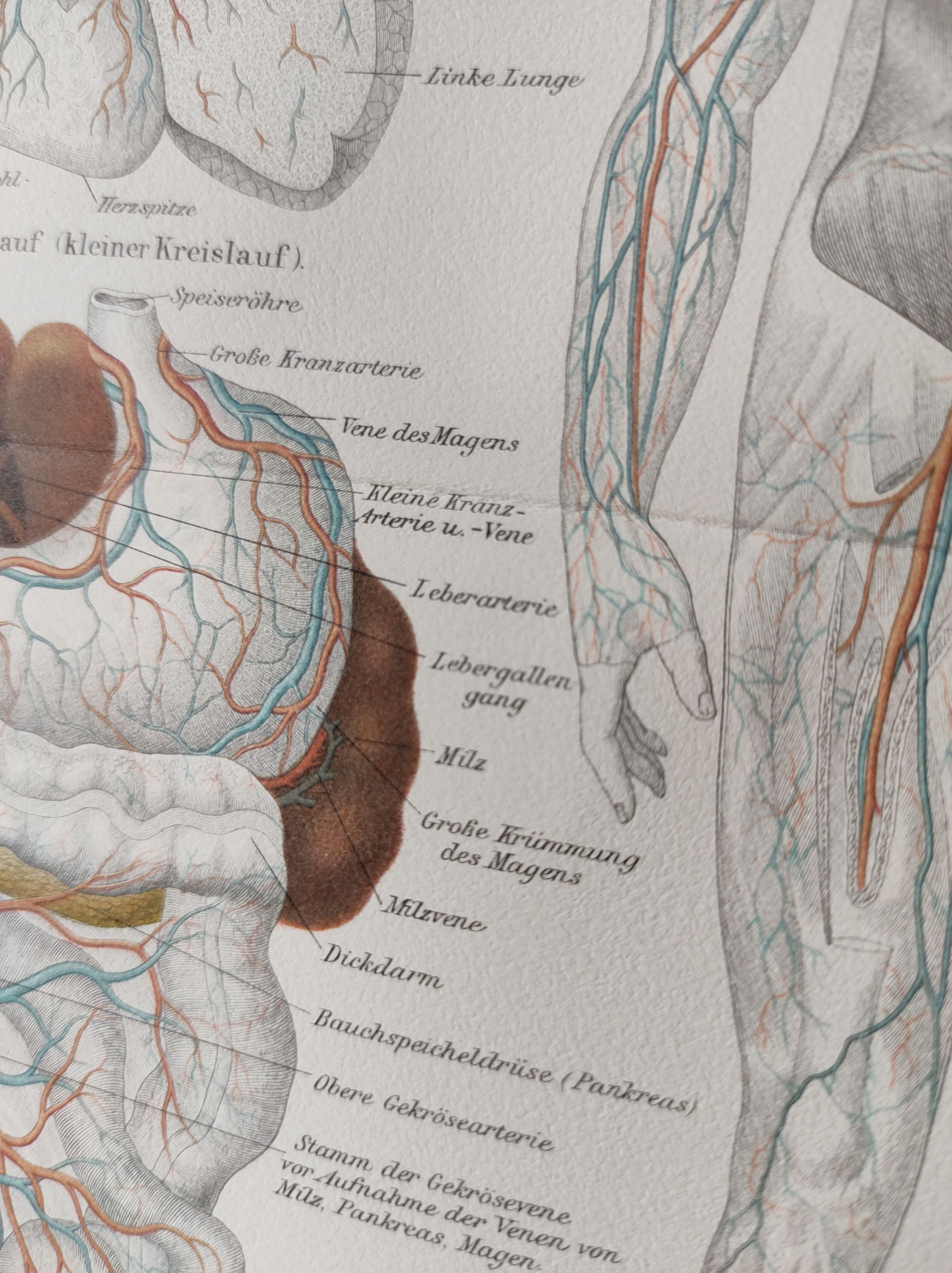 Anatomical Engraving - Human Blood Vessels - Original 1909 Poster