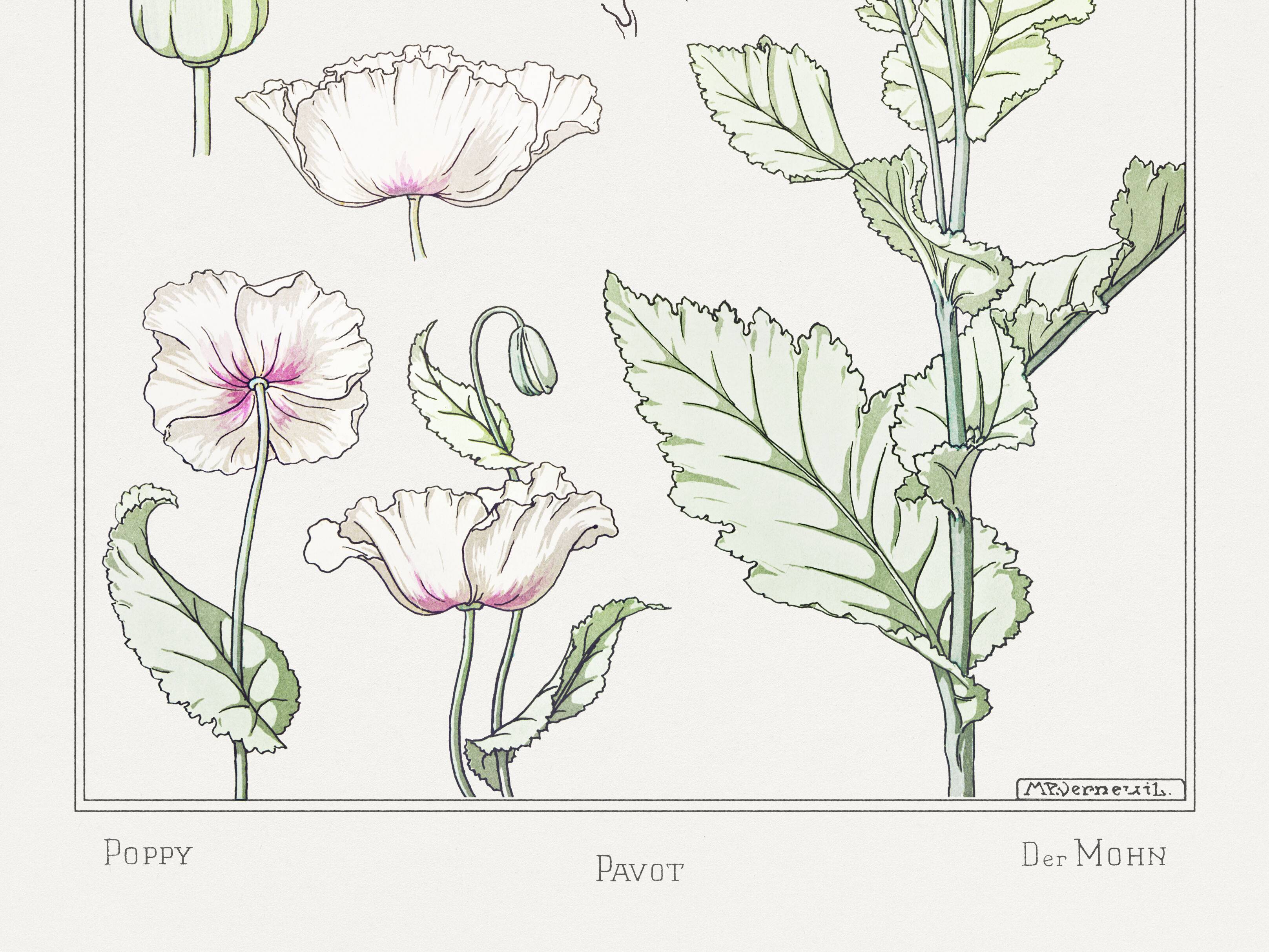 “Poppy” poster, after an Art Nouveau lithograph from 1897