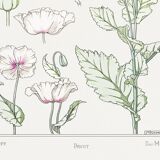 “Poppy” poster, after an Art Nouveau lithograph from 1897