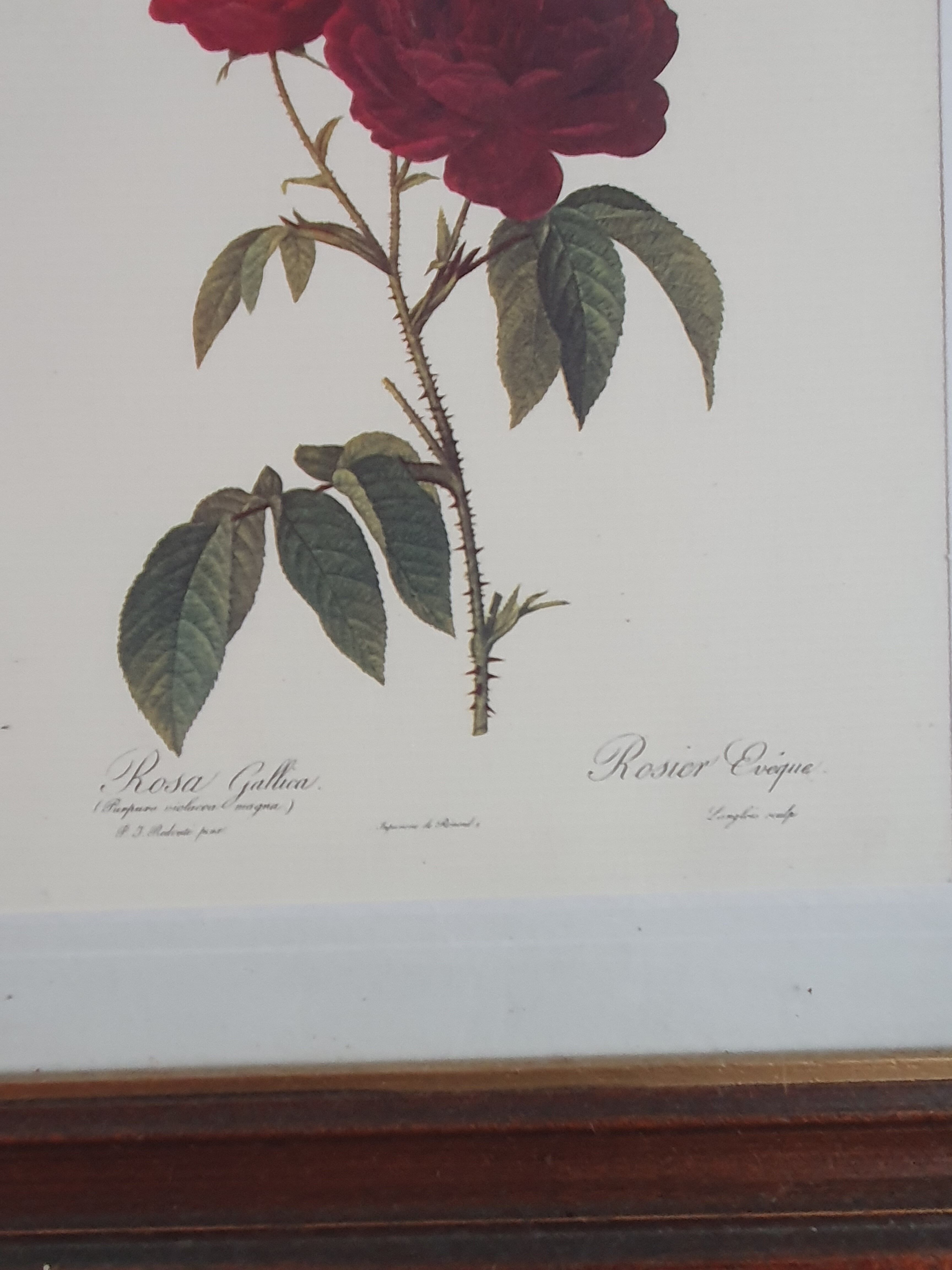 Cadre tableau lithographie botannique plante rosier eveque rouge vintage 37 30