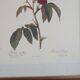 Cadre tableau lithographie botannique plante rosier eveque rouge vintage 37 30