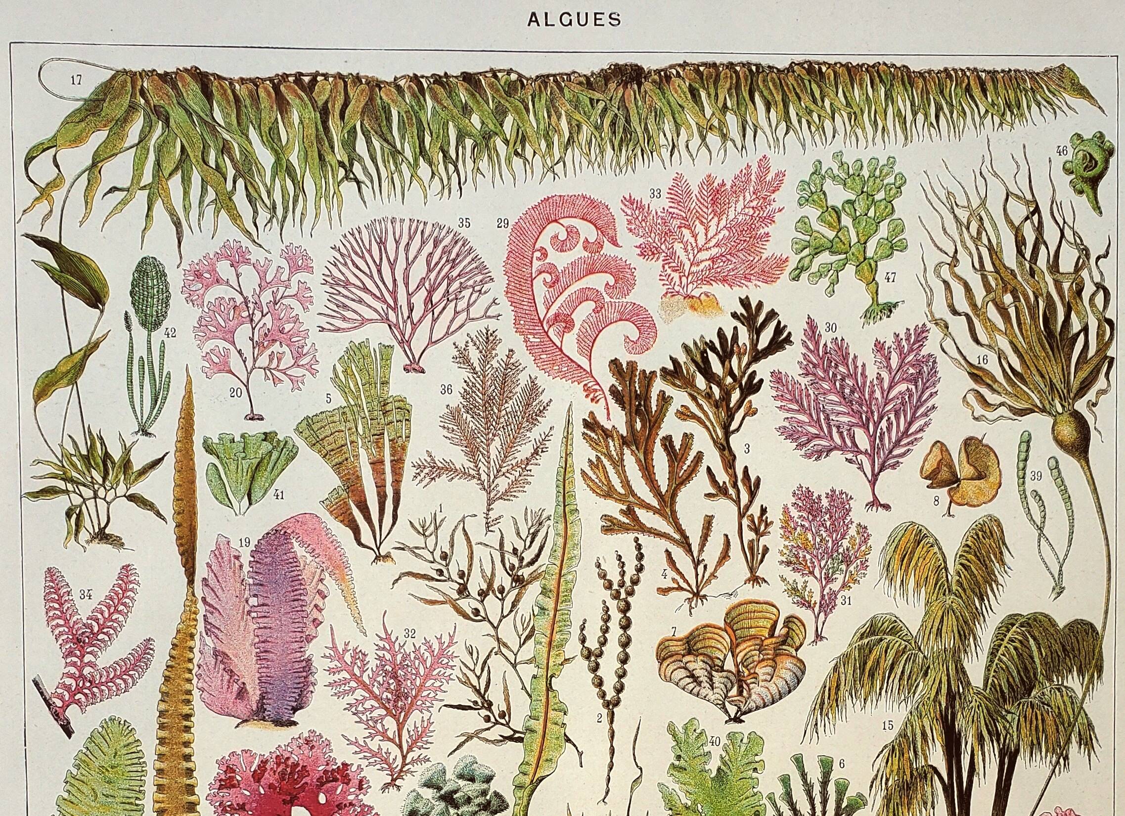 Antique engraving 1928, Algae, marine plant, flora • Lithograph, original illustration