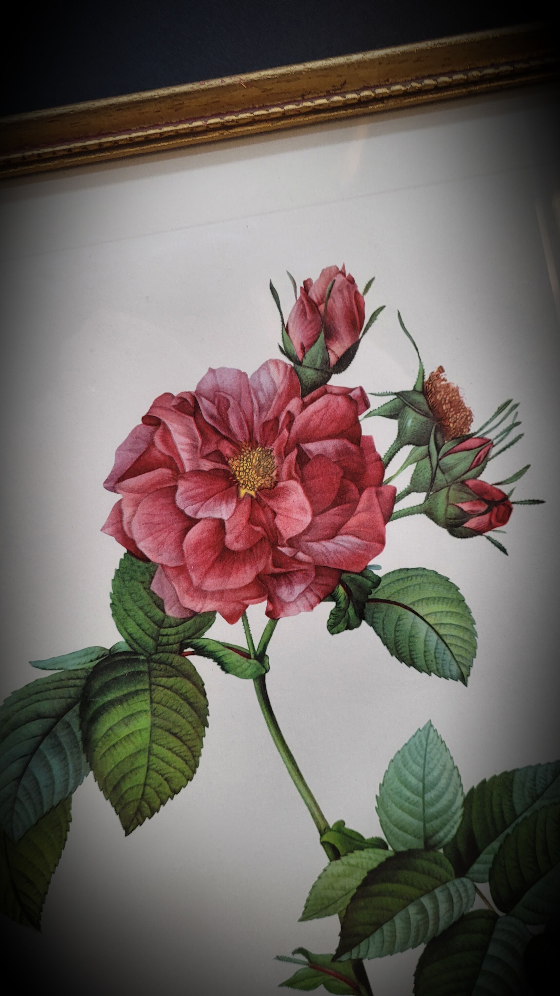 Lithograph Rosier Frankfurt