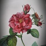 Lithograph Rosier Frankfurt