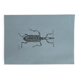 Insect illustration