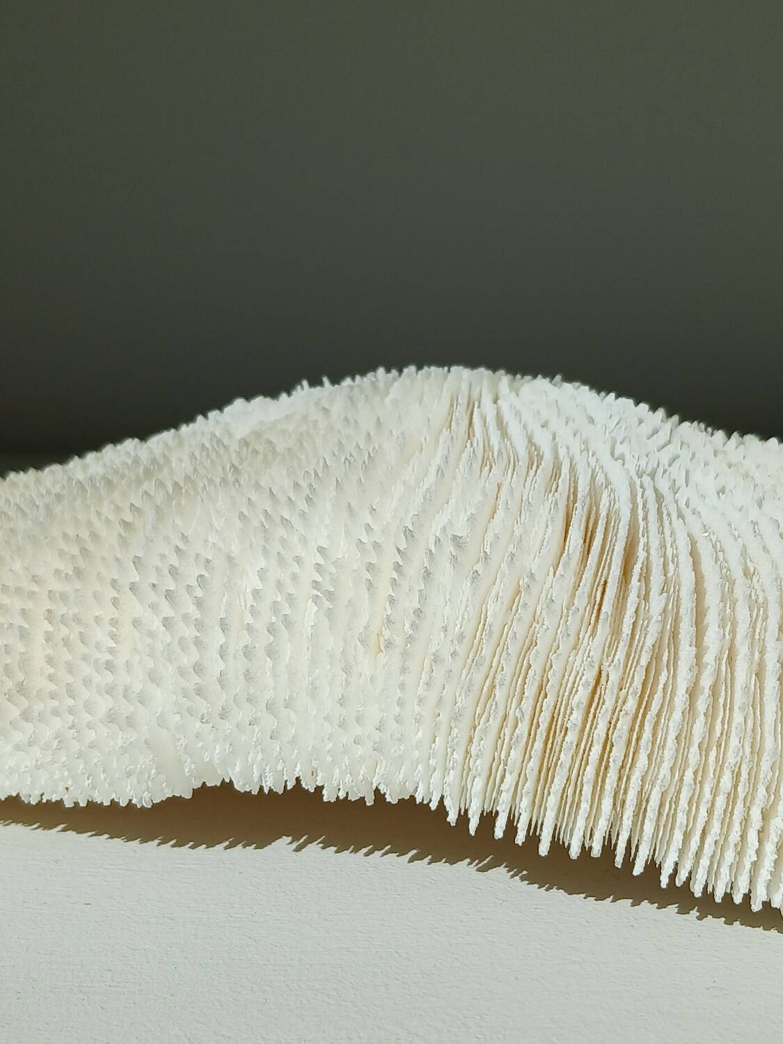 White Coral Fungia 24 cm