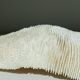 Corail blanc Fungia 24 cm