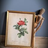 Litho rose of Pont P