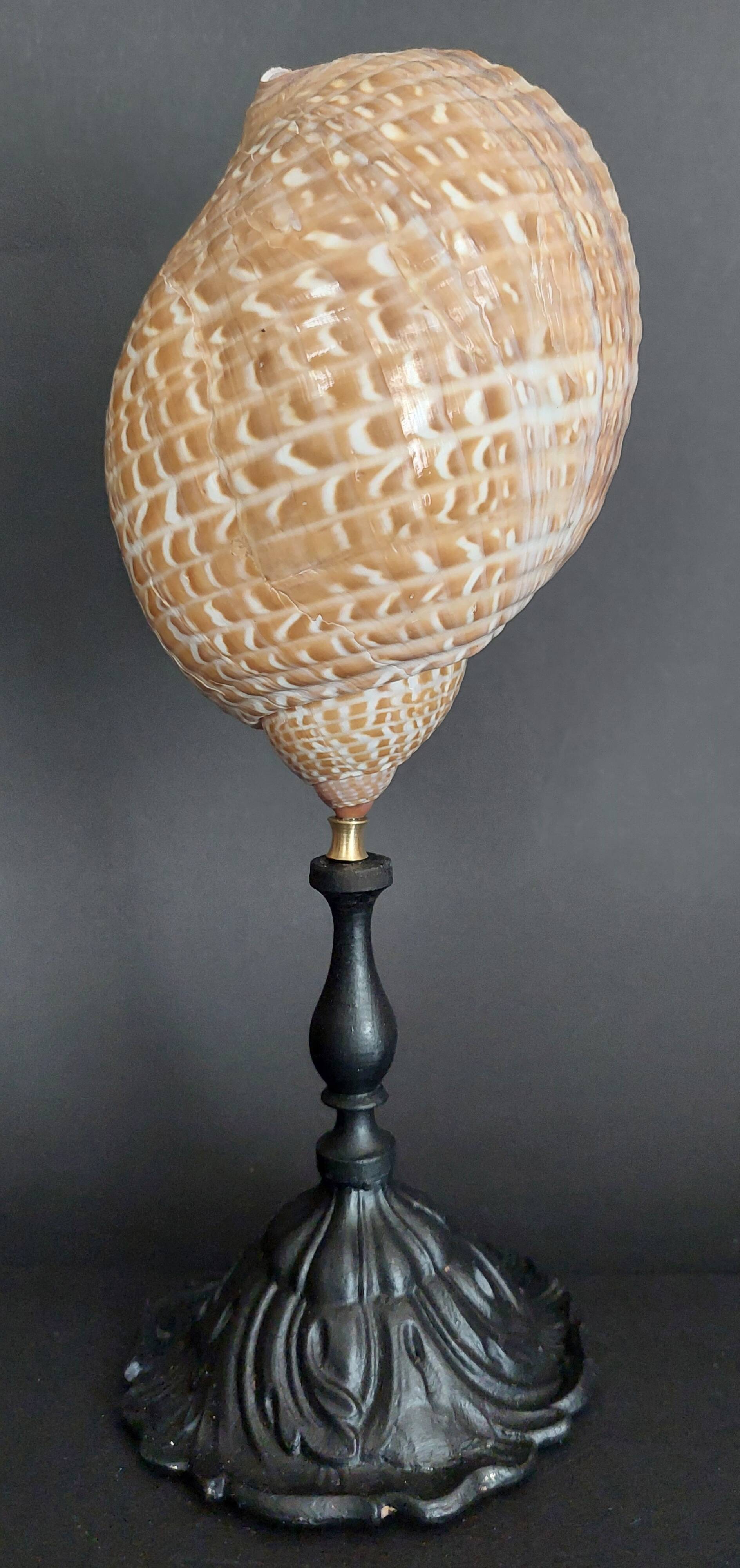 Cabinet of Curiosities tonna perdix shell on base