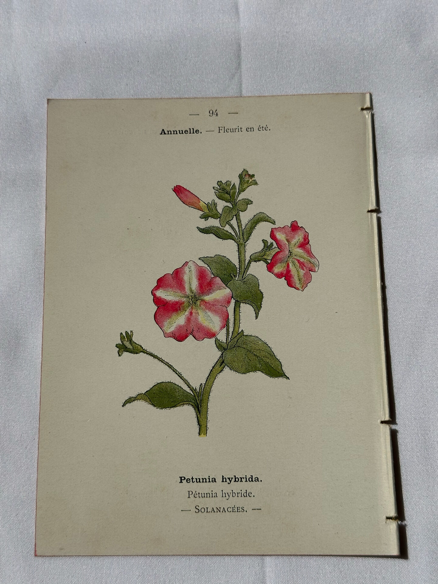 🌿 Botanical Plate Old Naturalist Engraving 19th Century Double-Sided