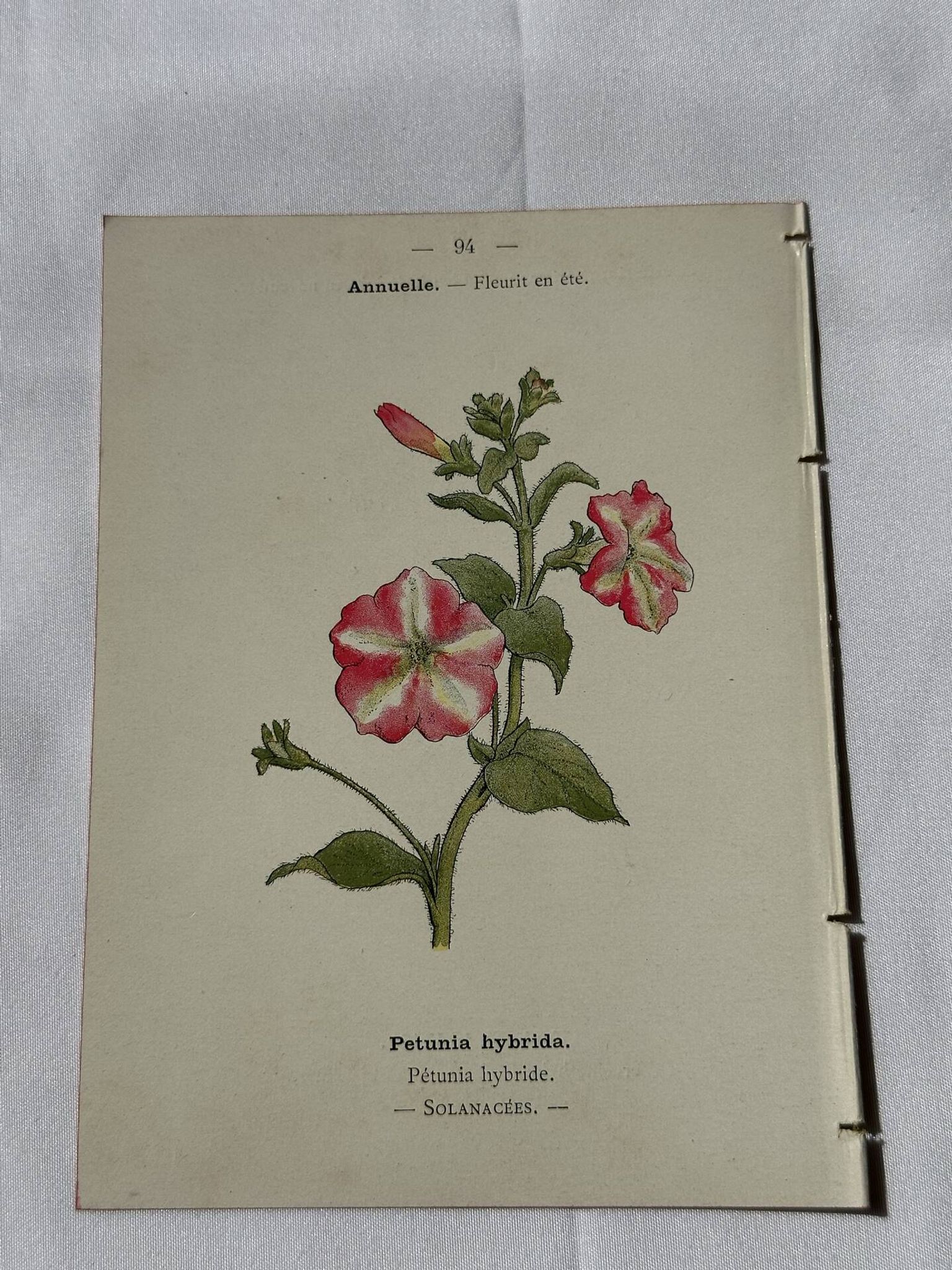 Planche Botanique Gravure naturaliste ancienne 19eme recto verso