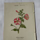🌿 Botanical Plate Old Naturalist Engraving 19th Century Double-Sided