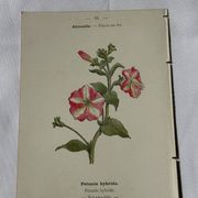 Planche Botanique Gravure naturaliste ancienne 19eme recto verso