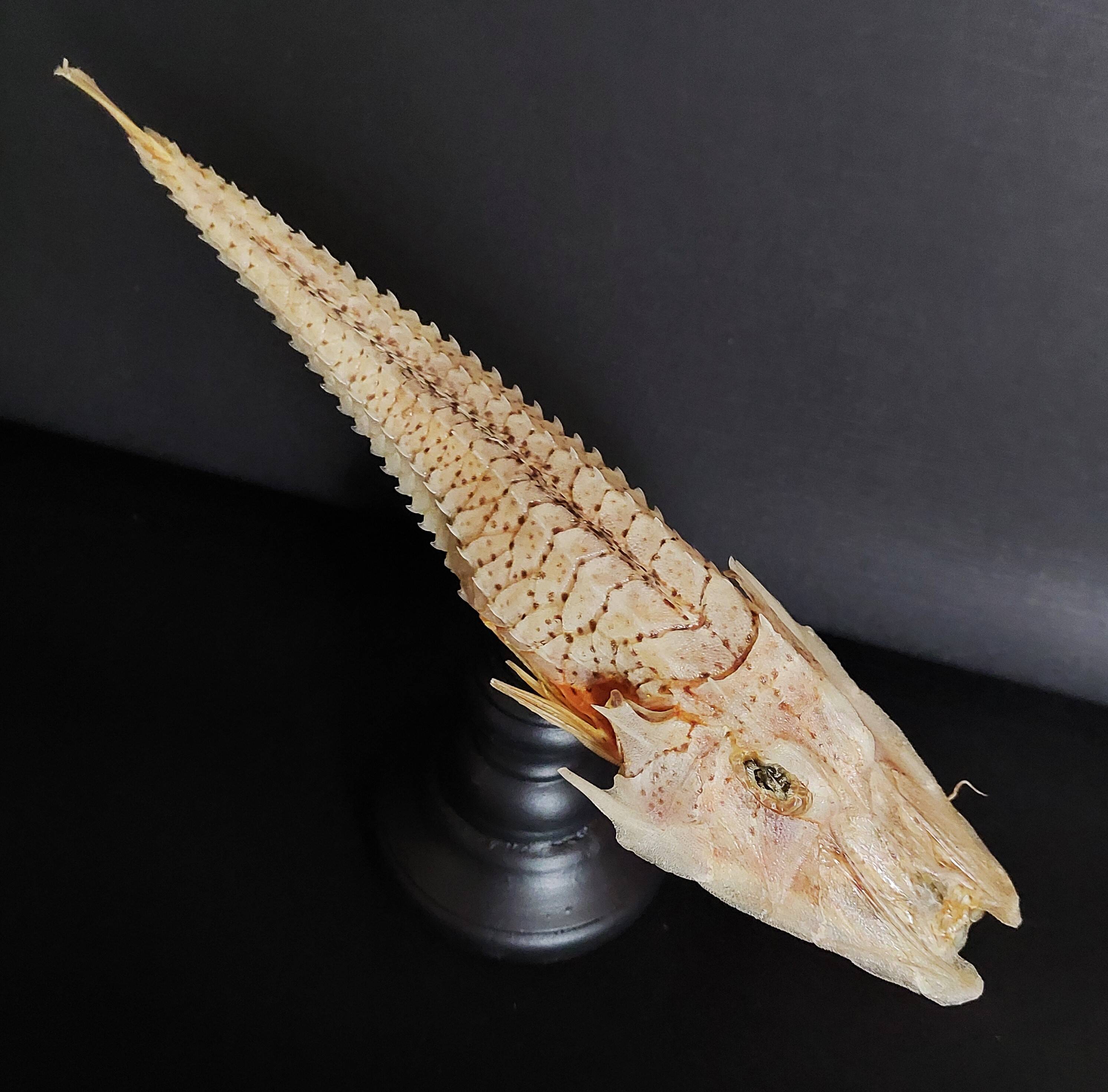 Cabinet of Curiosities naturalized fish satyrichthys welchi on base