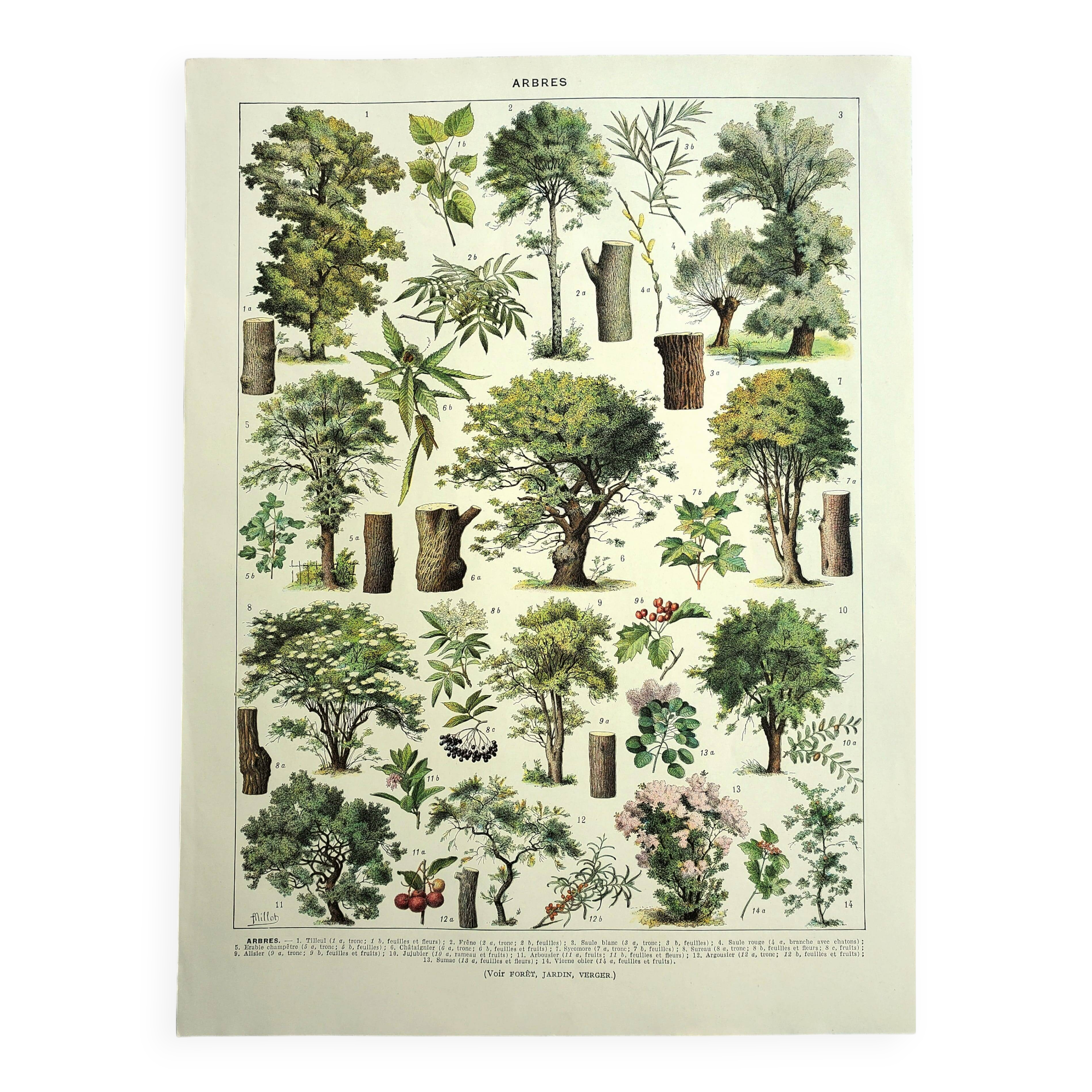 Botanical engraving 1928 A. Millot - Trees 2, bark, trunk, leaves