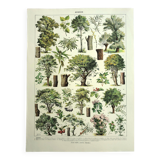 Botanical engraving 1928 A. Millot - Trees 2, bark, trunk, leaves