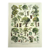 Gravure botanique 1928 A. Millot - Arbres 2, écorce, tronc, feuilles