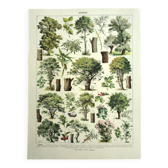 Botanical engraving 1928 A. Millot - Trees 2, bark, trunk, leaves