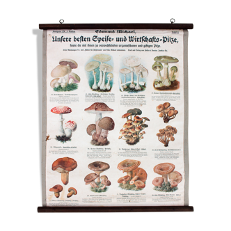 Displays educational mushrooms 1903