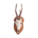 Deer on base 5