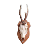 Deer on base 5