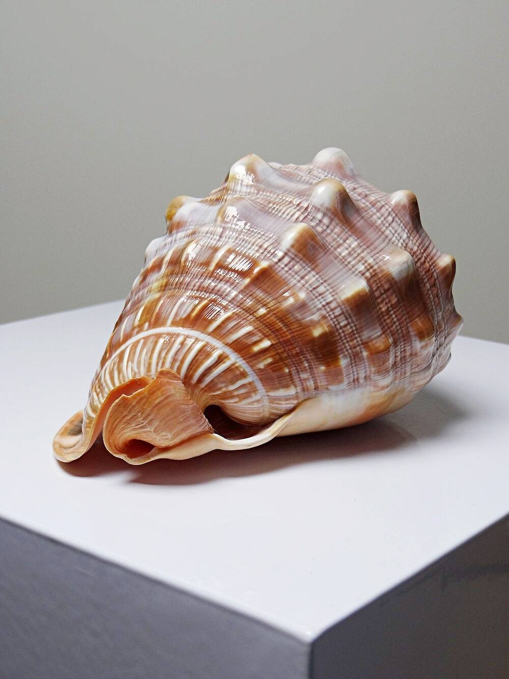 Large vintage shell cabinet of curiosities Cypraecassis rufa 15cm