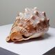 Large vintage shell cabinet of curiosities Cypraecassis rufa 15cm