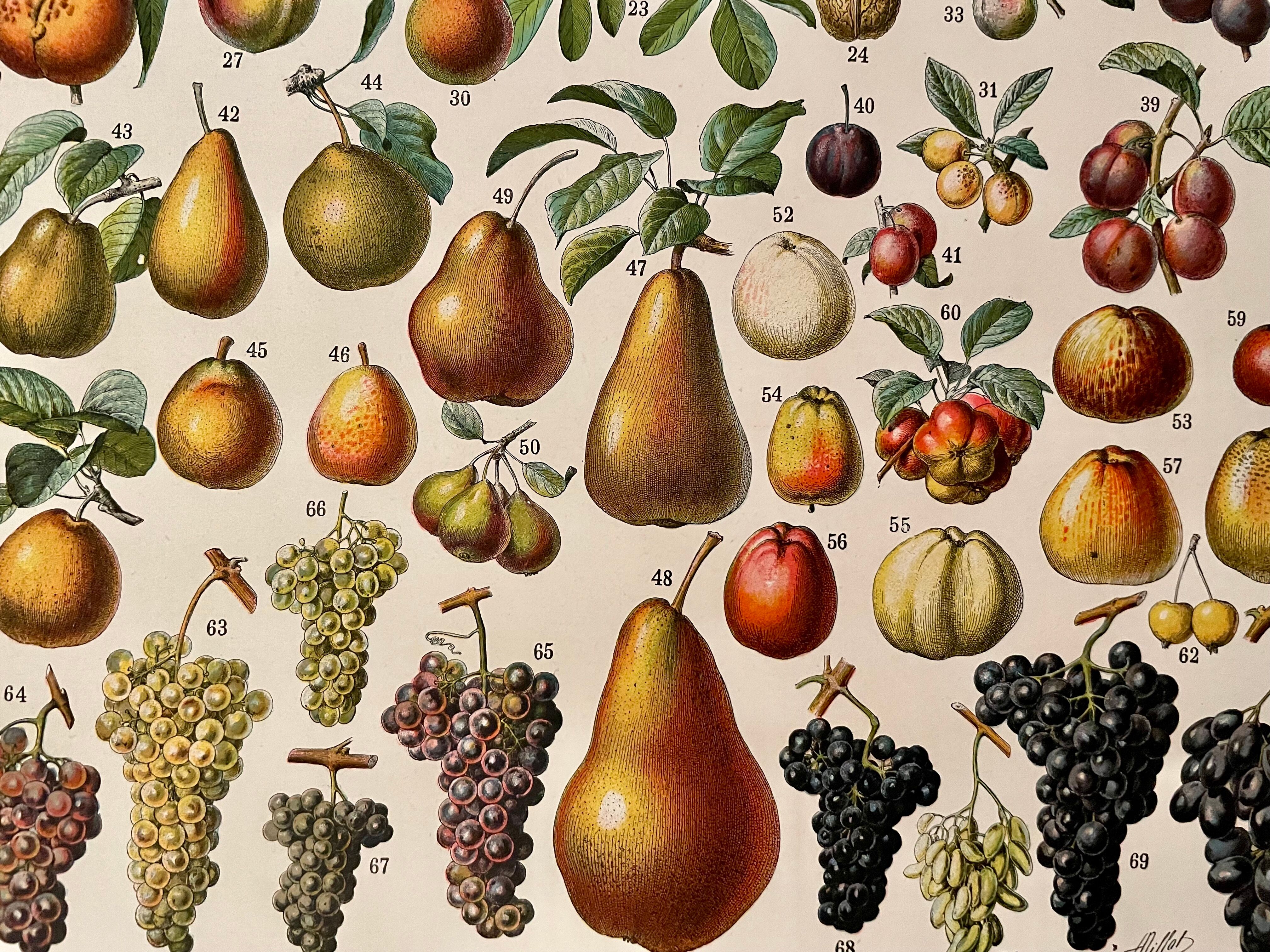 Lithograph on fruits - 1930